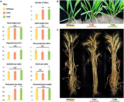 Knockout mutation in TaD27 enhances number of productive tillers in hexaploid wheat